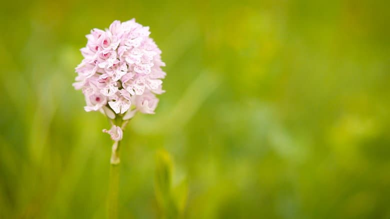Backdrop from Hidden Beauty - The Orchids of the Saale Valley