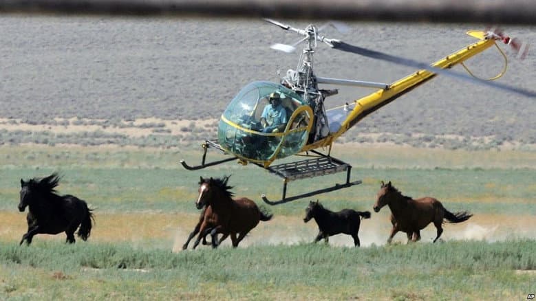 Backdrop from Chasing Wild Horses