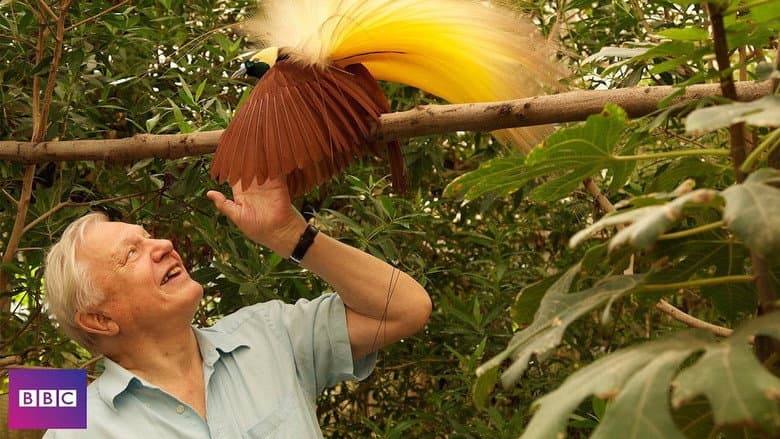 Backdrop from Birds of Paradise