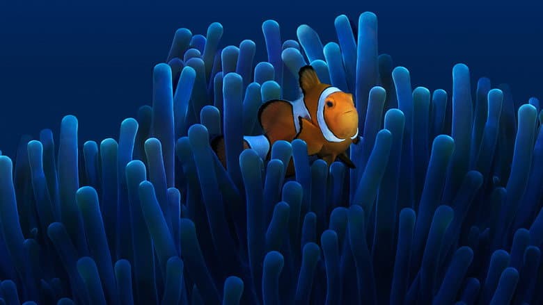 Backdrop from Australia's Ocean Odyssey: A journey down the East Australian Current