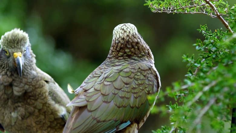 Backdrop from Keas - New Zealand's Witty Daredevils