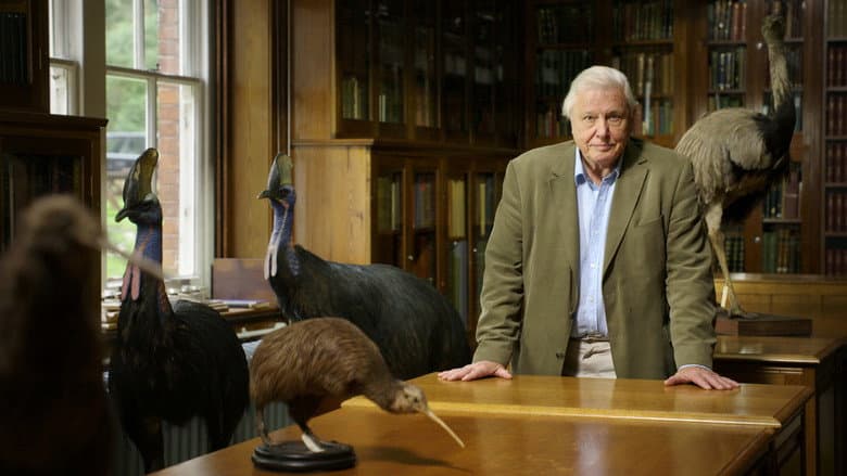 Backdrop from Attenborough's Big Birds