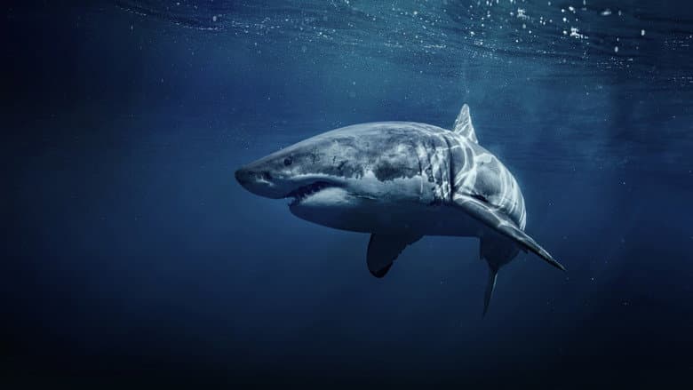 Backdrop from 50 Shades of Sharks