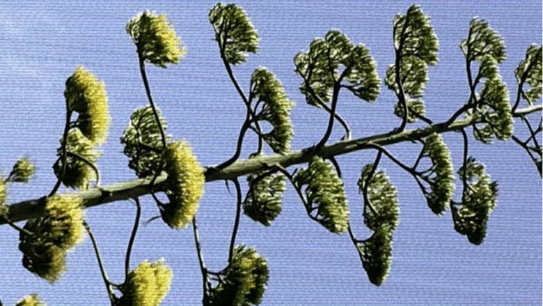 Backdrop from Plant X