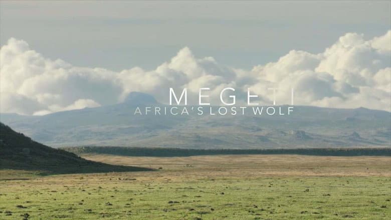 Backdrop from Megeti - Africa's Lost Wolf