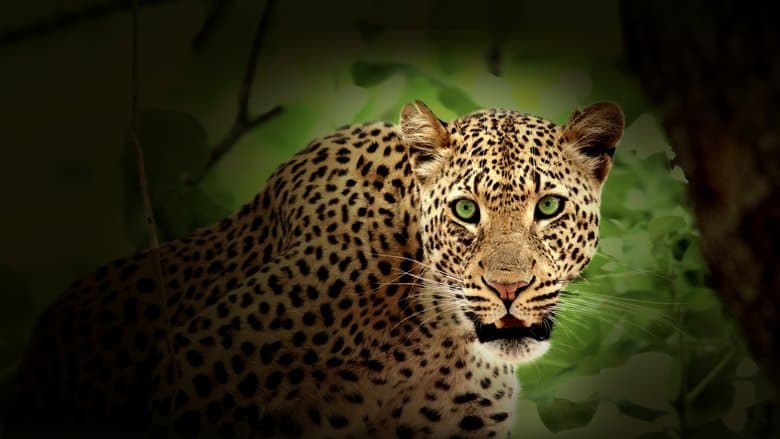 Backdrop from Africa's Hunters