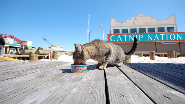 Backdrop from Catnip Nation
