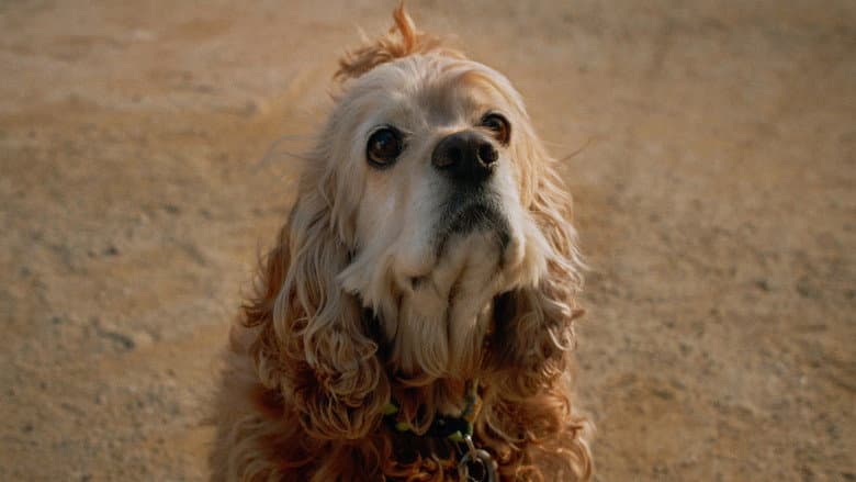 Backdrop from Dog in Translation