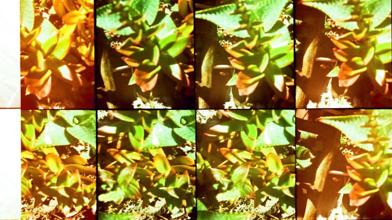 Backdrop from Gardens