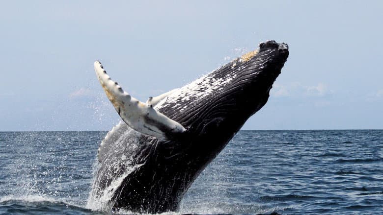 Backdrop from Saving the Right Whale