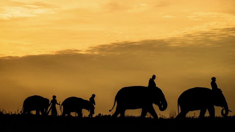 Backdrop from The Elephant Keeper