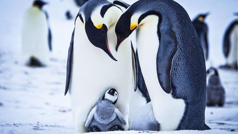 Backdrop from Snow Chick - A Penguin's Tale