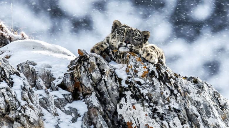 Backdrop from The Frozen Kingdom of the Snow Leopard