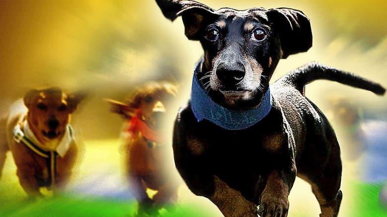 Backdrop from Wiener Dog Nationals