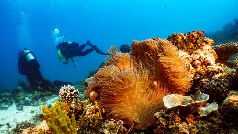 Backdrop from Great Barrier Reef: The Next Generation