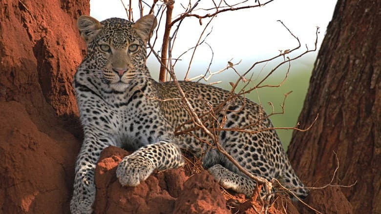 Backdrop from Surviving the Serengeti