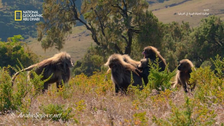 Backdrop from Africa's Wild Geniuses