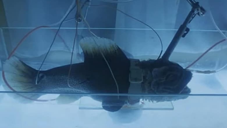 Backdrop from Creatures from the Abyss