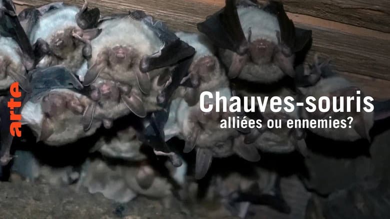 Кадр із фільму «Chauve-souris: alliée ou ennemie?»