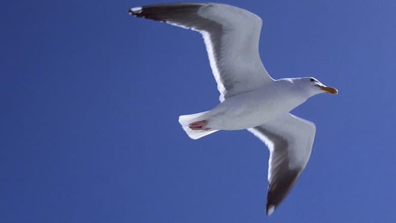 Backdrop from Jonathan Livingston Seagull