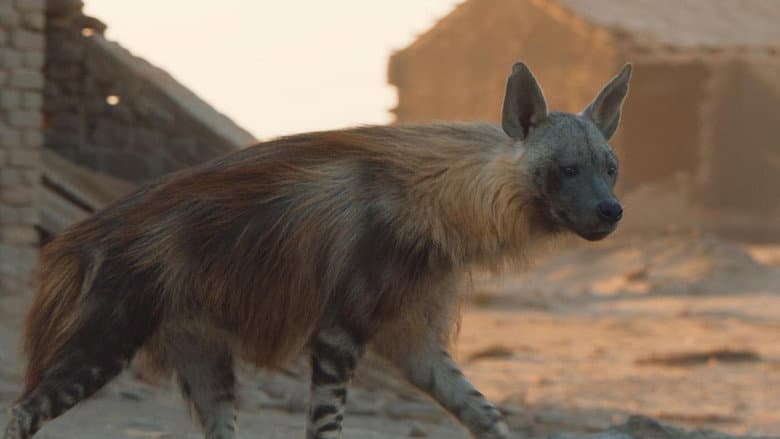 Backdrop from A Hyena like No Other