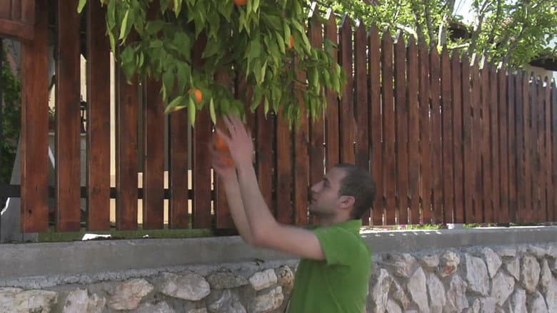 Backdrop from Oranges