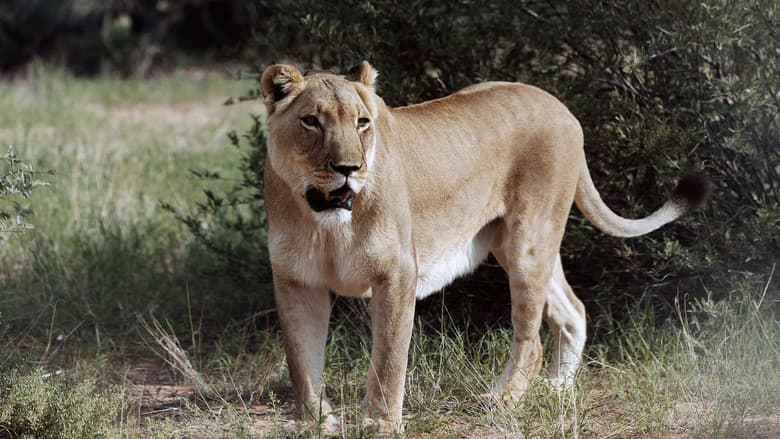 Backdrop from Botswana, Leben mit Löwen