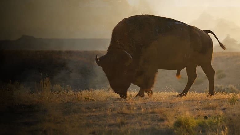 Backdrop from La grande prairie, le pacte du bison