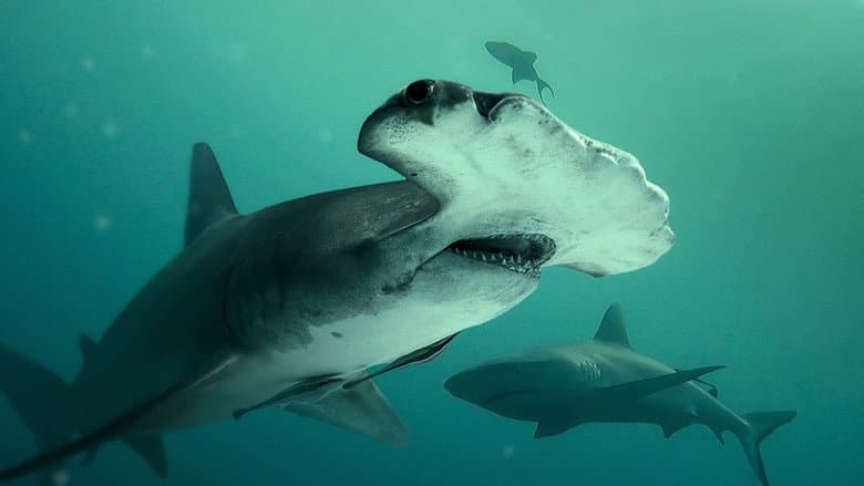 Backdrop from Bull Shark vs. Hammerhead