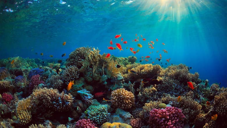 Backdrop from Can We Save the Reef?