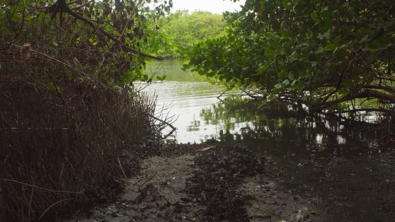 Backdrop from Akiechi Weimei, Magical Mangrove