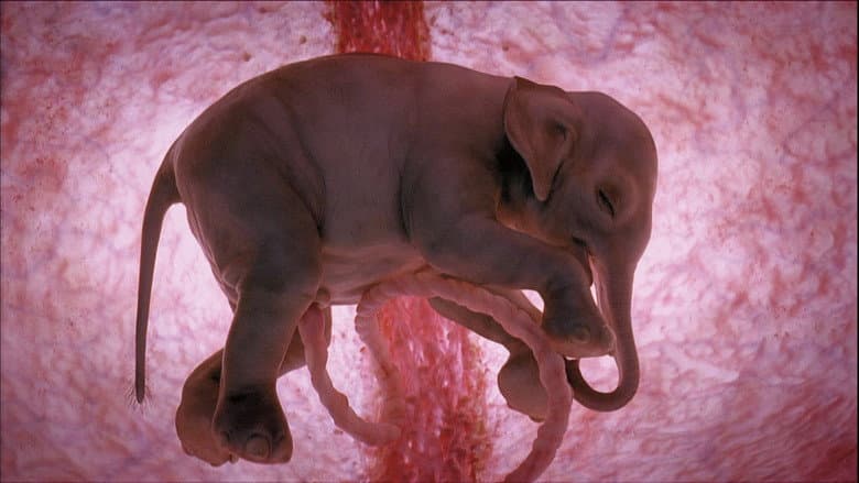 Backdrop from In The Womb: Animals