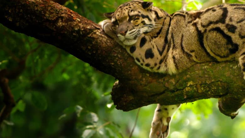Backdrop from India's Wild Leopards