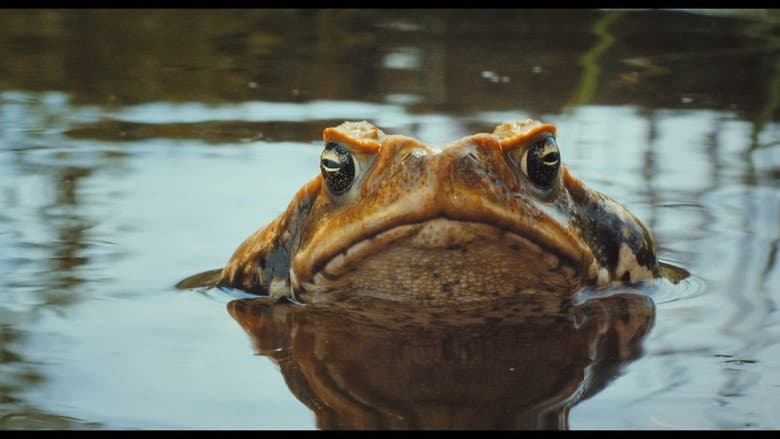 Backdrop from Cane Toads: The Conquest
