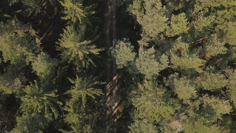 Backdrop from The Return of the Wildcat