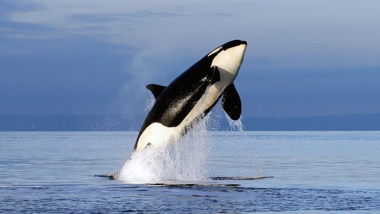 Backdrop from Free Willy 2: The Adventure Home