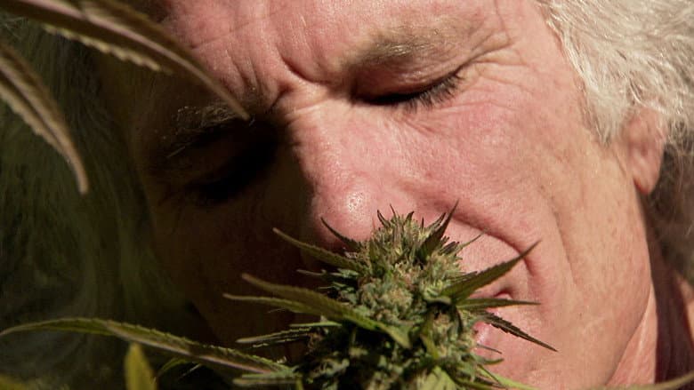 Backdrop from Inside: Medical Marijuana