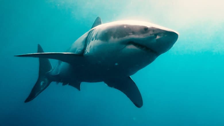 Backdrop from Sharks (in 3D)