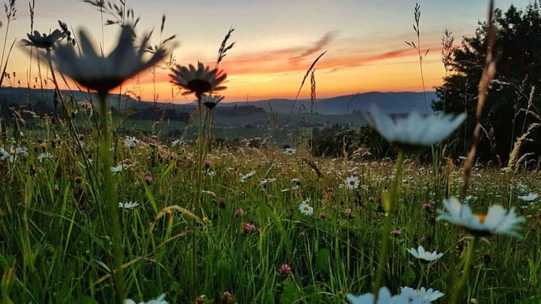 Backdrop from Die Wiese: Ein Paradies nebenan
