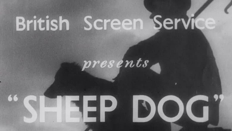 Backdrop from Sheep Dog