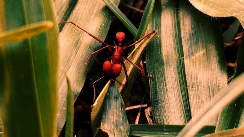 Backdrop from Republic of Evil Ants