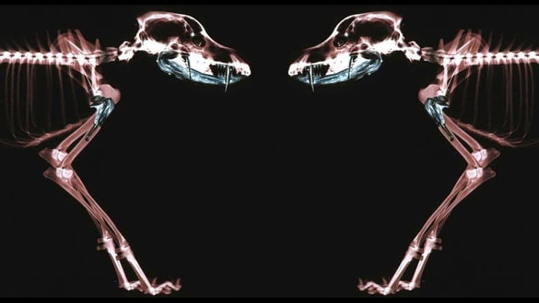 Backdrop from Rottweiler