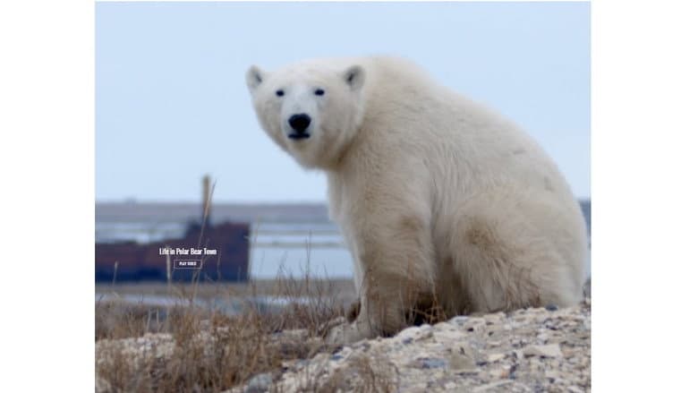 Backdrop from Life in Polar Bear Town with Gordon Buchanan