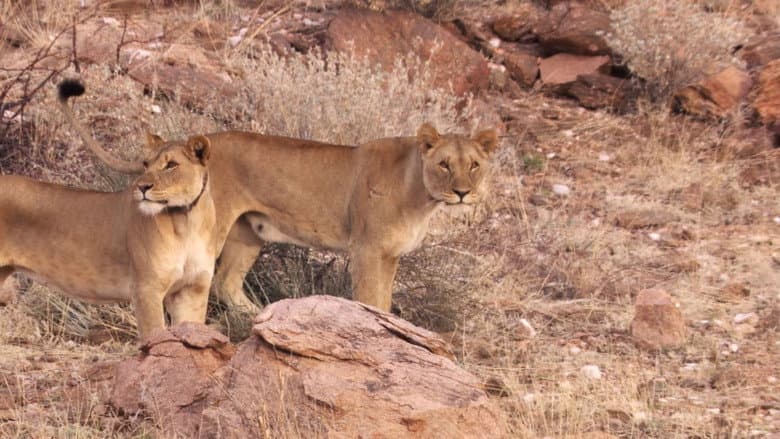 Backdrop from Desert Lions