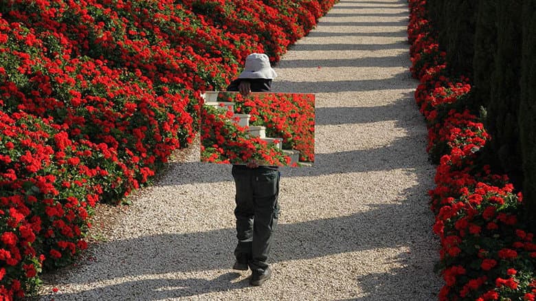 Backdrop from The Gardener