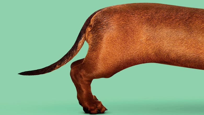 Backdrop from Wiener-Dog