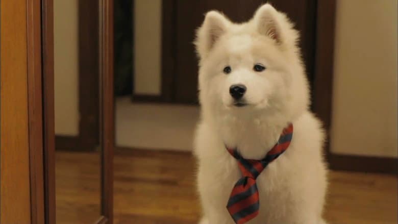 Backdrop from Mr. Inukai Keeps a Dog