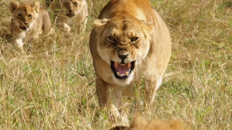 Backdrop from Lions: Africa's Super Power