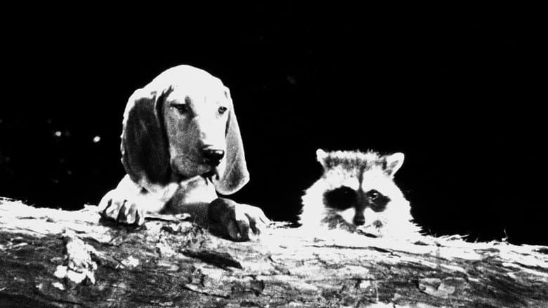 Backdrop from The Hound That Thought He Was a Raccoon