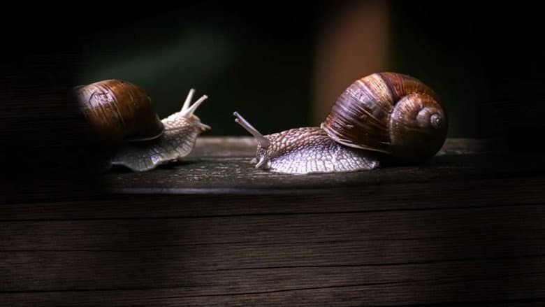 Backdrop from Secret World of Mollusks